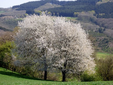 Luxembourg Spring